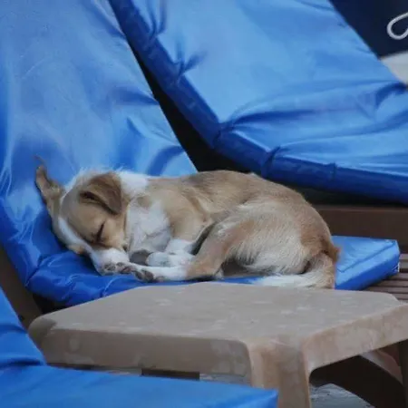 Appart hôtel Mavikosk Dalyan