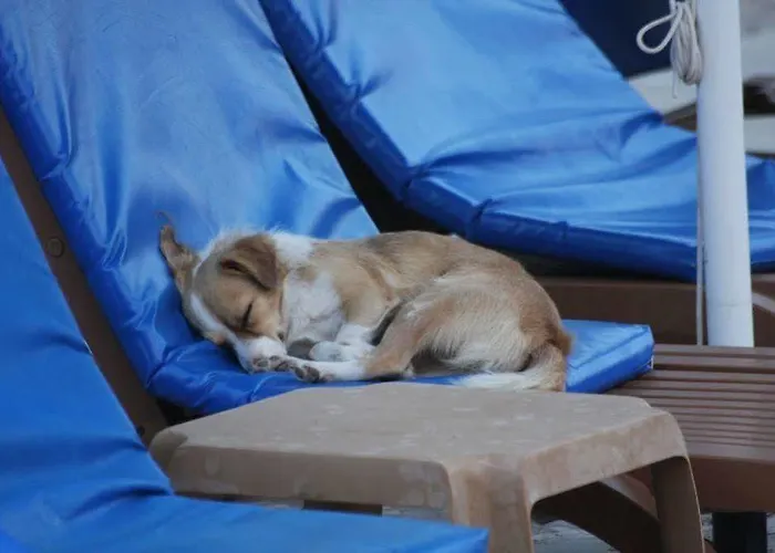 Ξενοδοχείο με διαμερίσματα Mavikosk Dalyan